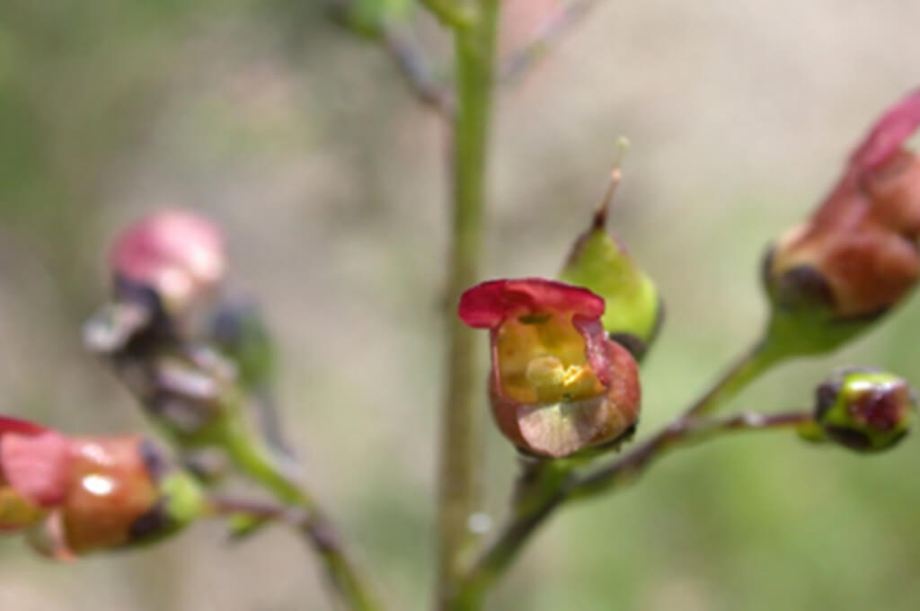 Early Figwort